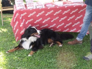 bovaro del bernese raduno grabber folgaria 2016 12